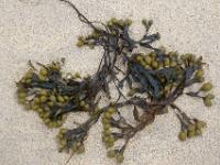 Angeschwemmte Alge am Sand - Connemara, Co. Galway